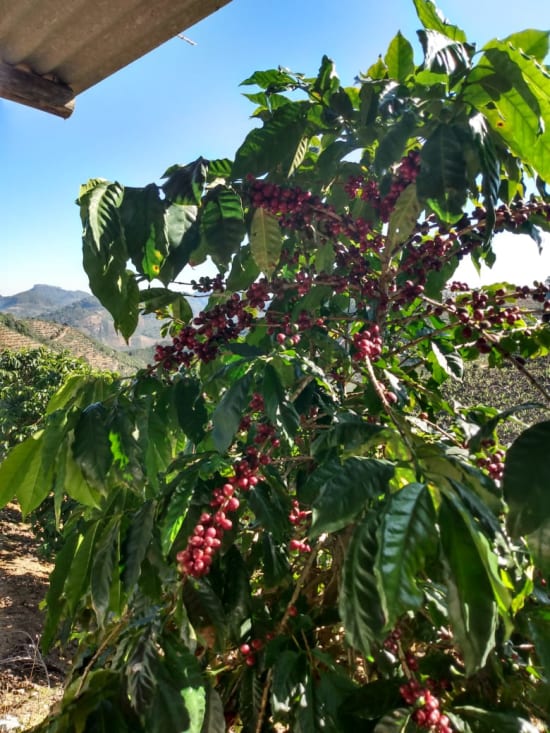 Las Lajas | Costa Rica | Espresso