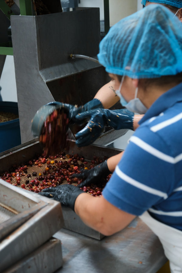 Cascara Coffee Tea | Costa Rica