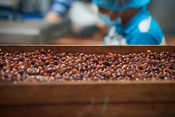 Cascara Coffee Tea | Costa Rica