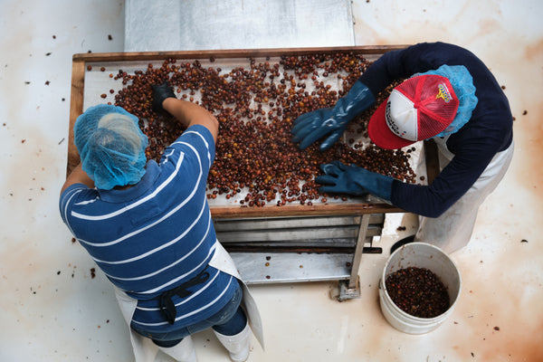 Cascara Coffee Tea | Costa Rica