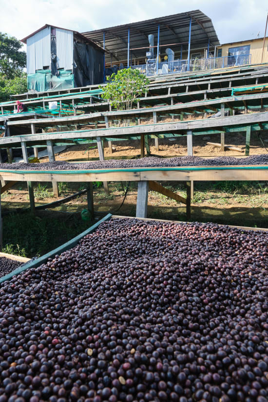 Finca El Orvo | Costa Rica | Filter