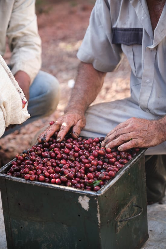 Finca El Orvo | Costa Rica | Filter