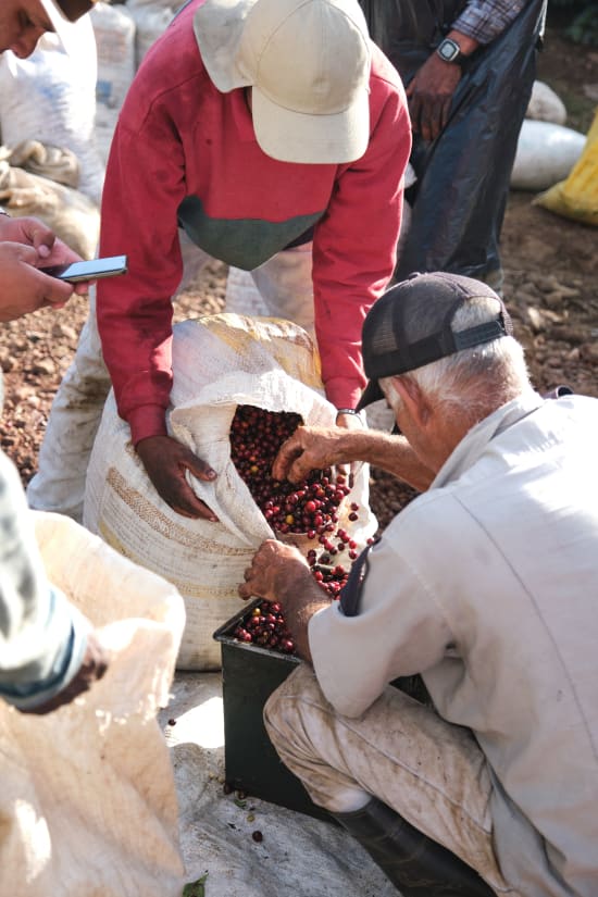 Finca El Orvo | Costa Rica | Filter