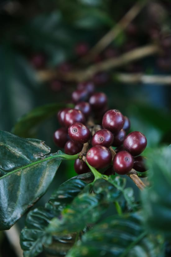 Finca El Orvo | Costa Rica | Filter