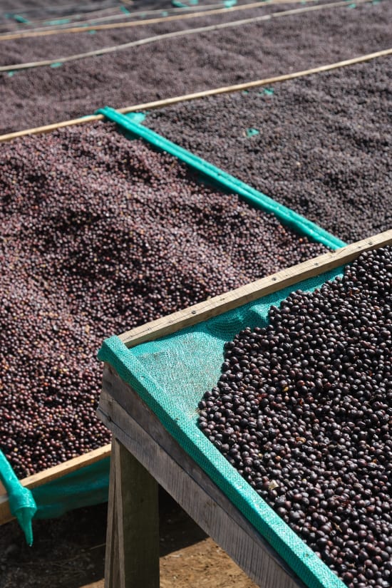 Finca El Orvo | Costa Rica | Filter