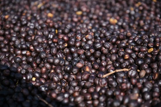 Finca El Orvo | Costa Rica | Filter