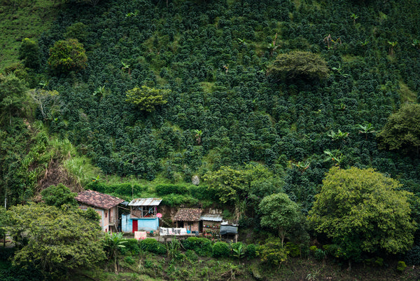 Elias Roa | Colombia | Espresso