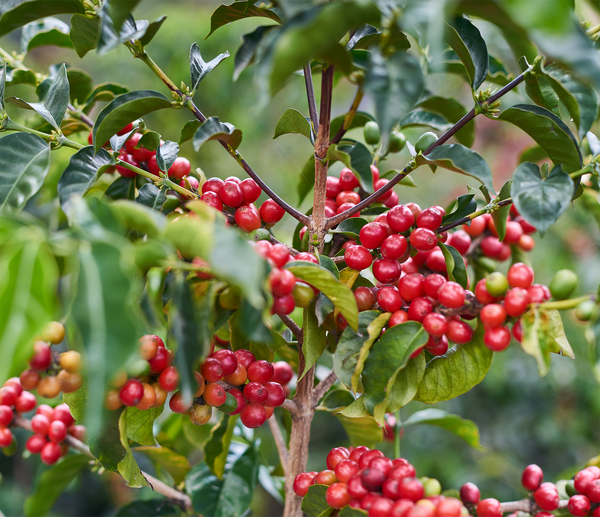 July Jumbo | Ecuador | Filter