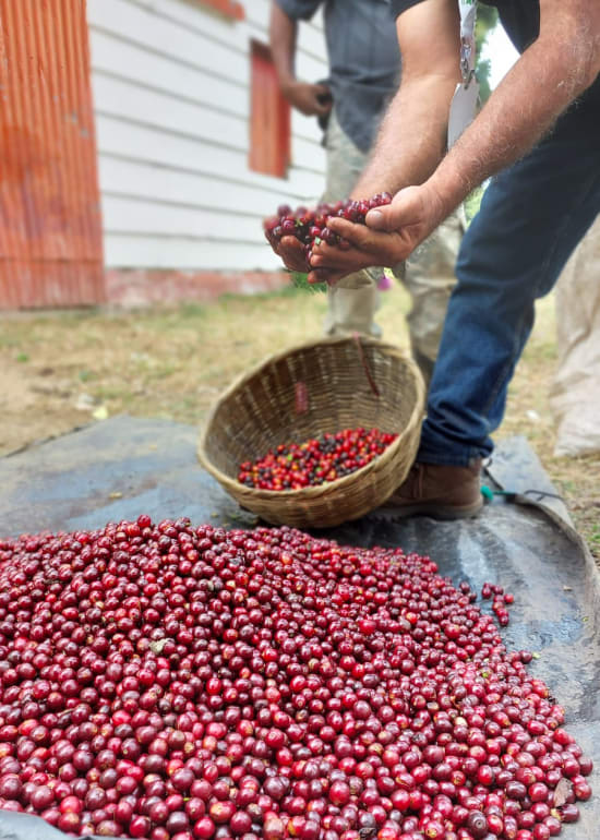 Plan Del Hoyo | El Salvador | Espresso