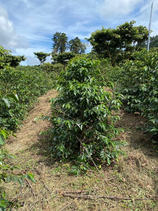 Plan Del Hoyo | El Salvador | Espresso
