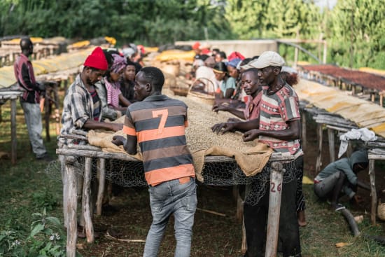 Chelchele | Ethiopia | Filter