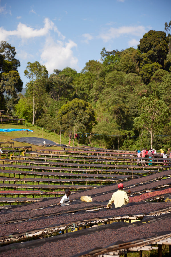Gara Agena | Ethiopia | Filter