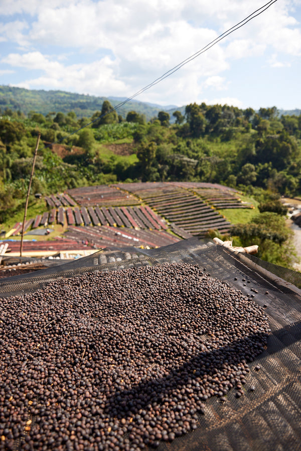Gara Agena | Ethiopia | Filter