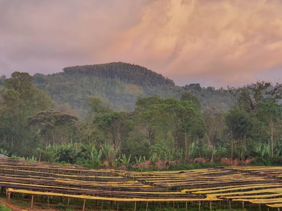 Idido | Ethiopia | Filter