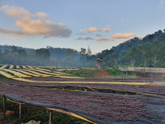 Idido | Ethiopia | Filter