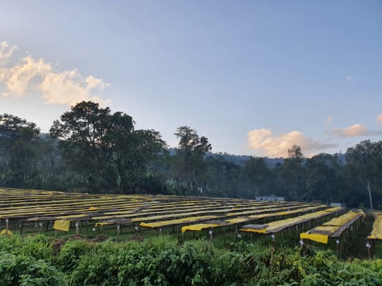 Idido | Ethiopia | Filter