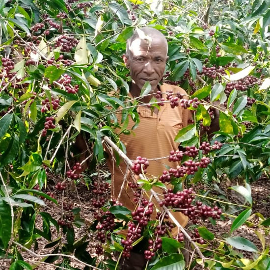 Mr Mengeche Derso | Ethiopia | Espresso