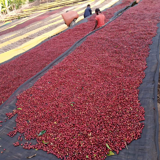 Mr Mengeche Derso | Ethiopia | Espresso