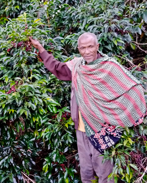 Mr. Ocholo Bedecho | Ethiopia | Filter