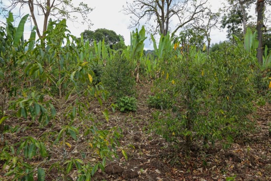 Mr. Tadese Teko | Ethiopia | Espresso