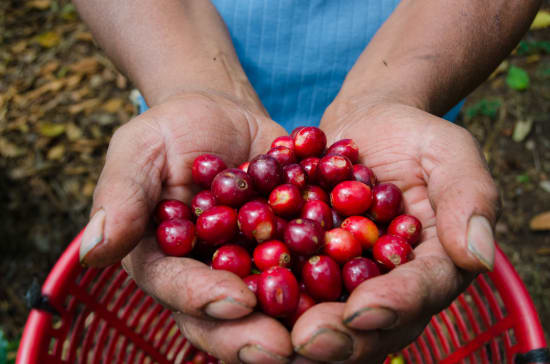 Finca Quenja | Guatemala | Espresso