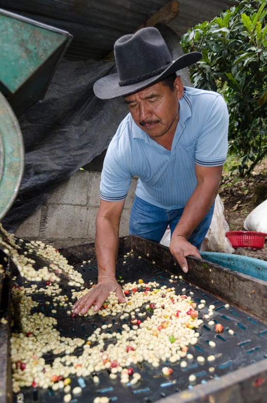 Finca Quenja | Guatemala | Espresso