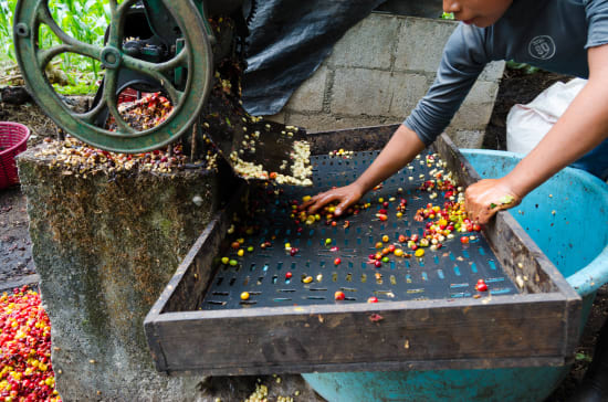 Finca Quenja | Guatemala | Espresso