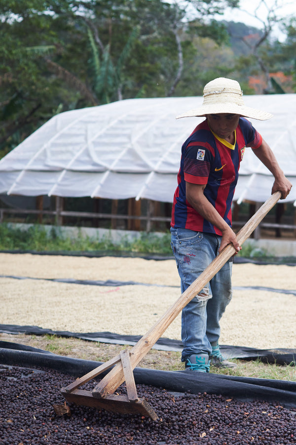 Las Flores | Honduras | Espresso