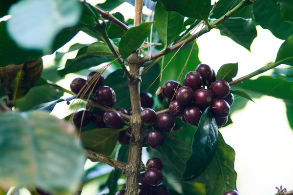 Las Flores | Honduras | Espresso