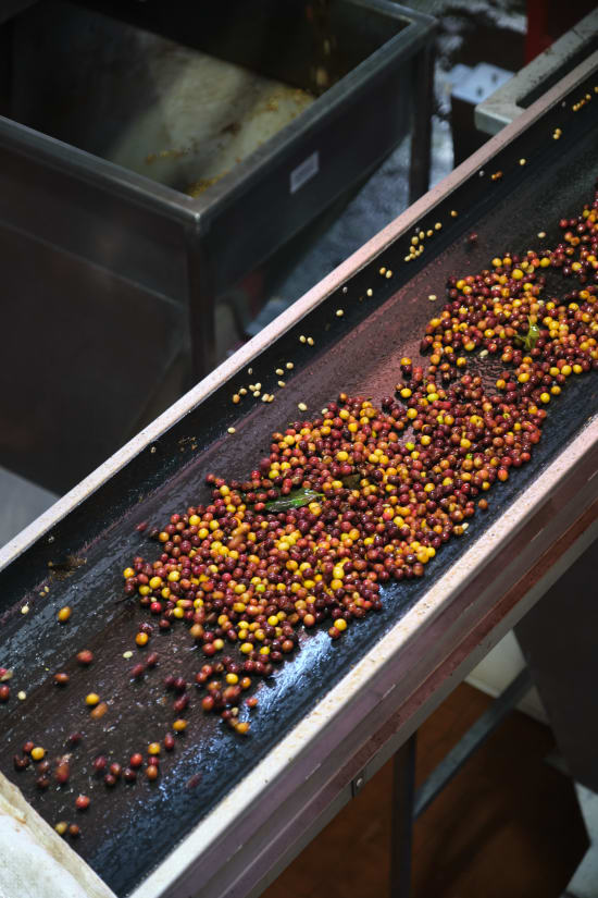 Las Lajas | Costa Rica | Espresso
