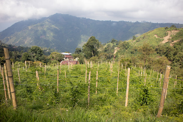 Canta Ranas | Colombia | Filter