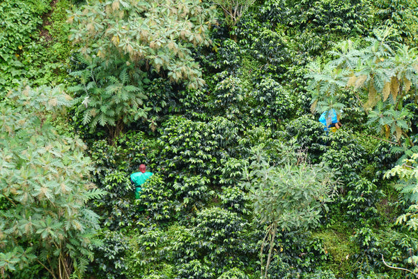 China Alta | Colombia | Espresso