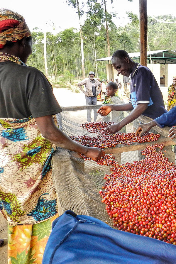 Gahahe | Burundi | Espresso