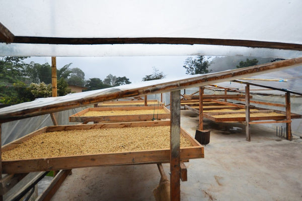 Los Nogales | Colombia | Filter