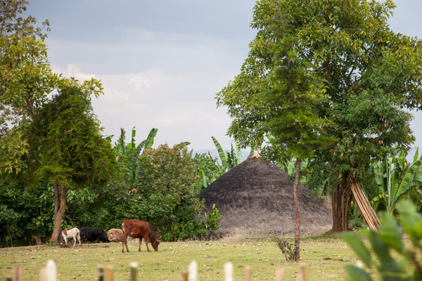 Ayla Bombe | Ethiopia | Filter