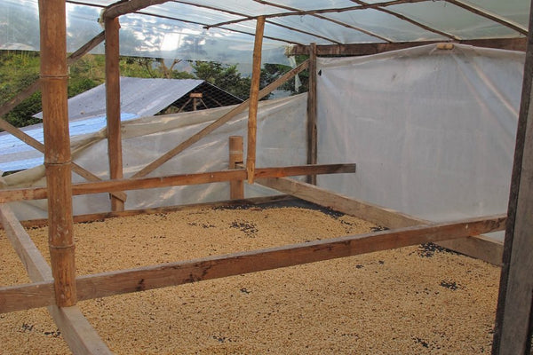 Los Nogales | Colombia | Filter