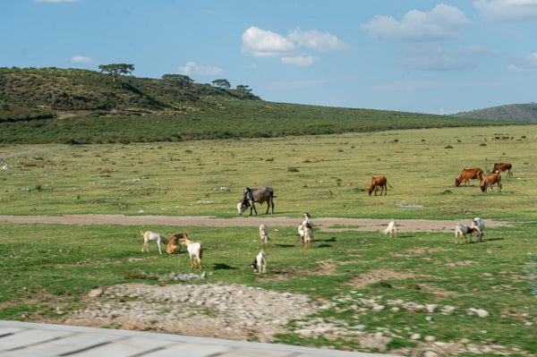 Jigesa | Ethiopia | Filter