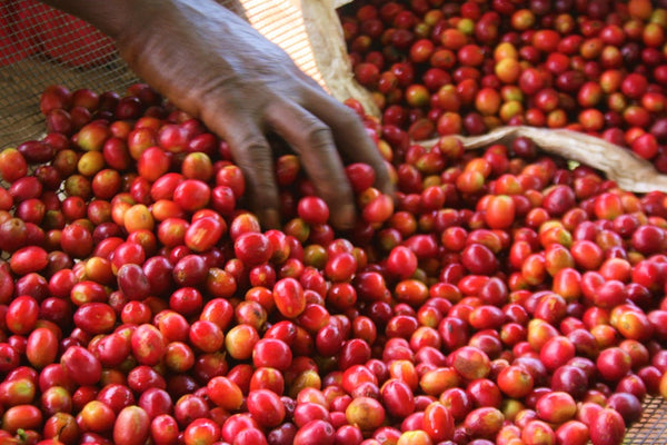 Kibingo | Burundi | Espresso