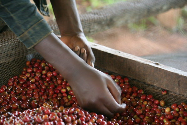 Nemba | Burundi | Filter
