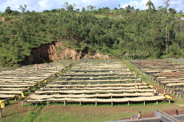 Kibingo | Burundi | Espresso