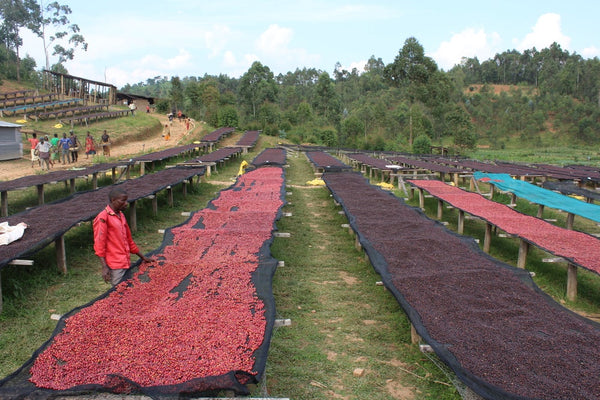 Nemba | Burundi | Filter