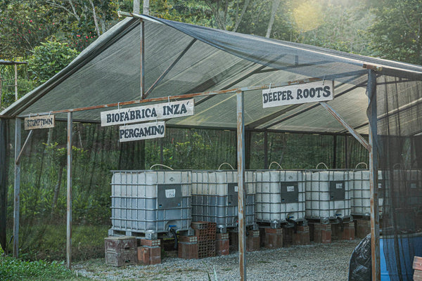 Los Nogales | Colombia | Filter