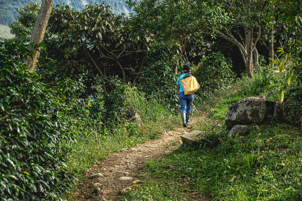 Los Nogales | Colombia | Filter