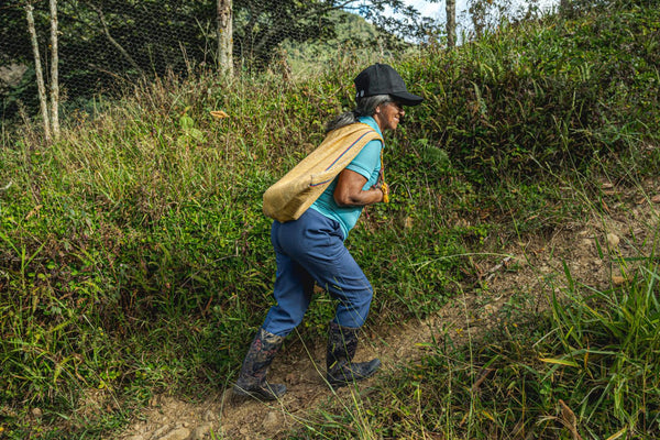 Los Nogales | Colombia | Filter