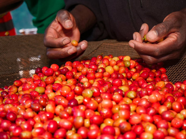 Gahahe | Burundi | Espresso