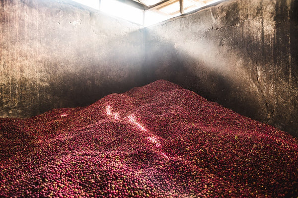 Wahundura | Kenya | Filter