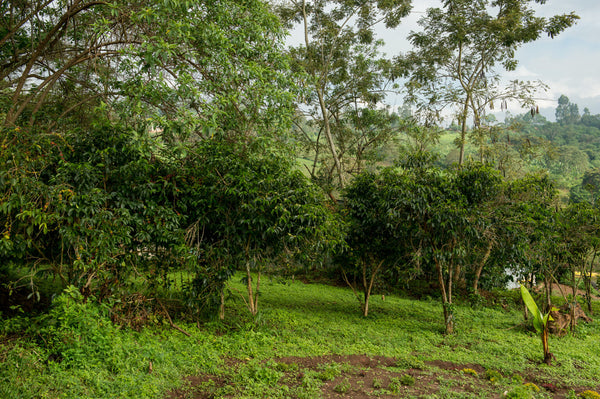Jigesa | Ethiopia | Filter