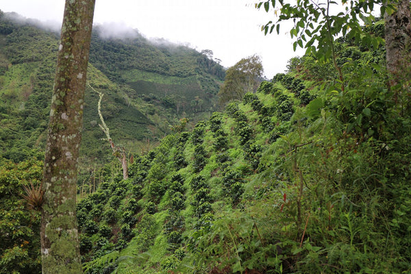 Los Nogales | Colombia | Filter