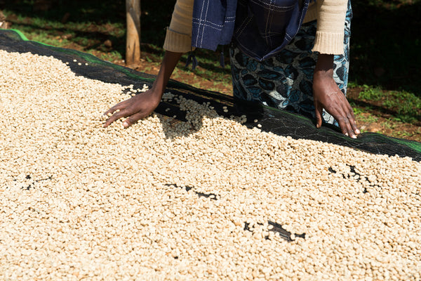 Hadeso | Ethiopia | Espresso