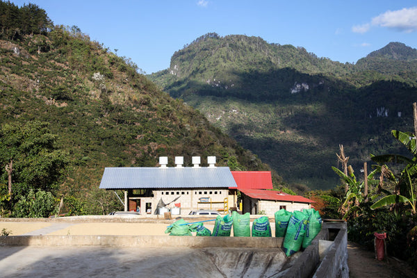El Aguacate | Guatemala | Filter [Wholesale]